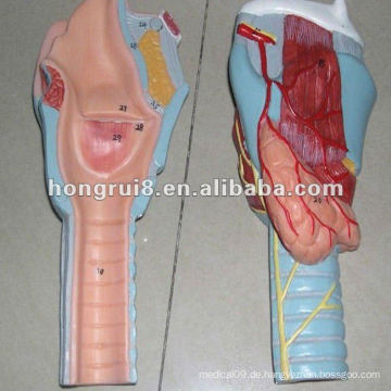ISO 2012 Advanced Larynx Anatomische Modell HR-13004
